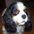 Nichole Werth-Seyfert's profile image