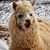 Tommaso de Mottoni's profile image