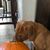 Karen Burdine's profile image