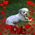Susan McCool's profile image