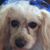 Cindy Pellerito Beck's profile image