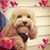Joni Linscott's profile image