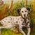 Sharon Forsythe's profile image