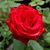 Liz Maslin's profile image