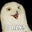 Erick Lengyel's profile image