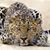 Robert Leopard's profile image