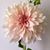 Susan Lineberger's profile image