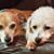 Cassi W. Nesmith's profile image