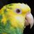 Nan Ness's profile image