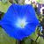Susan Haldt's profile image