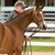 Sue Dyson Shotwell's profile image