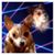 Pam Pedersen's profile image