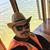 Mohammed Hamam's profile image