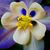 Lira Nehmer's profile image