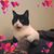 Max Lavine's profile image