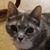 Melissa Blubaugh's profile image