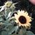 Sue Millette Dephouse's profile image