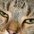 Pam Mencher's profile image