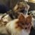 Michelle Kobus's profile image