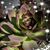 Jami Rose Lord's profile image
