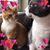 Stephanie Bernard's profile image