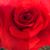 Dorinda Mike Wilhelm's profile image