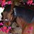 Peggy Lawler's profile image