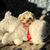 Janet Russell Dyson's profile image