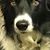 Ella Eavers-Blue Willow Farms's profile image