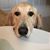 Matt Meshnick's profile image