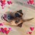Amara Edblad's profile image
