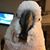 Bo Ross's profile image
