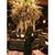 Youmna Kassar's profile image