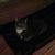 Kathy Llewellyn's profile image