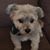 Felicia Devito-Piccone's profile image