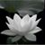 Molly Wilson's profile image