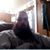 Mike Cahoon's profile image