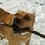 Harriet Laurin's profile image