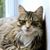 Irene Andreadis's profile image