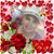 Penny Hall Butcher's profile image