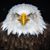 Doug Adams's profile image
