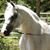 Susan Rector's profile image