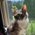 Angel Marie Hemmer Anglin's profile image