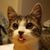Karen Gendron's profile image