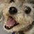 Joseph Schneider's profile image
