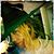 Scarlet Korvina's profile image