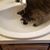 Susan Czyski Caparco's profile image