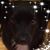 Laura Anderson Stevens's profile image