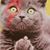 Sharon M Eels's profile image