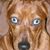 Shari Carter Solaas's profile image